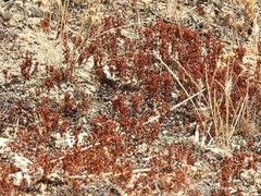 Crassula vaillantii