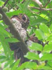 Ninox odiosa