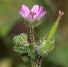 Geranium molle