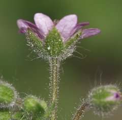 Geranium molle