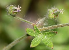 Geranium molle