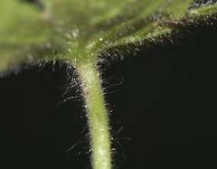 Geranium molle