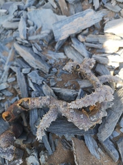 Monsonia multifida