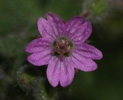 Geranium molle