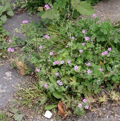 Geranium molle