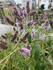 Mentha longifolia
