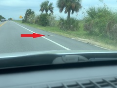 Malaclemys terrapin centrata