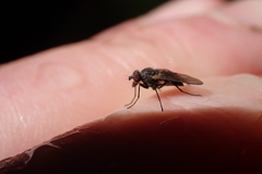 Symphoromyia