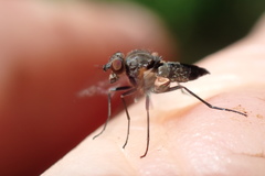 Symphoromyia