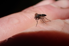 Symphoromyia