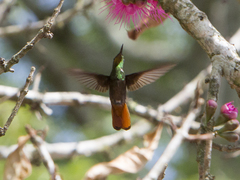 Chrysolampis mosquitus
