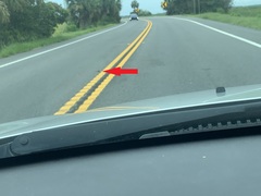 Malaclemys terrapin centrata