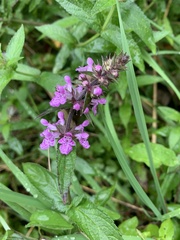 Stachys palustris