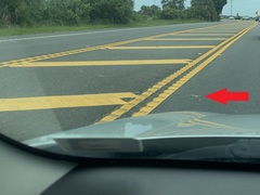 Malaclemys terrapin centrata