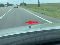 Malaclemys terrapin centrata