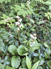 Pyrola elliptica
