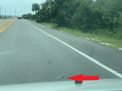 Malaclemys terrapin centrata