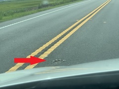 Malaclemys terrapin centrata