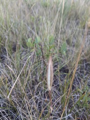 Calochortus nuttallii