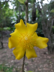 Leuenbergeria guamacho