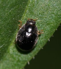 Scymnus rubromaculatus