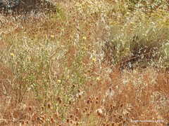 Lavandula pedunculata