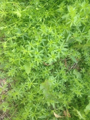 Galium mollugo