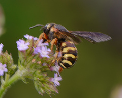 Dianthidium