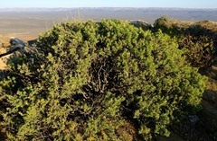 Pteronia empetrifolia