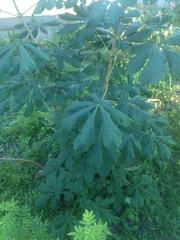 Aesculus hippocastanum