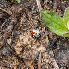 Hippodamia oregonensis