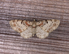 Eupithecia mutata