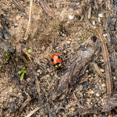 Hippodamia oregonensis