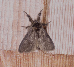 Dasychira grisefacta