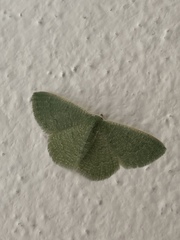 Phaiogramma faustinata