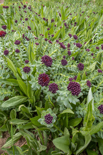 Rhodiola neomexicana Britton