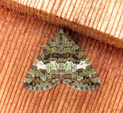 Hydriomena speciosata