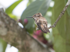Chrysolampis mosquitus