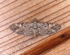 Eupithecia graefii
