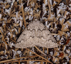 Sabulodes packardata