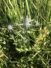Eryngium planum