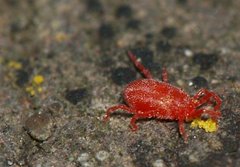 Balaustium