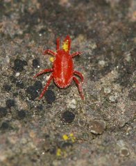 Balaustium