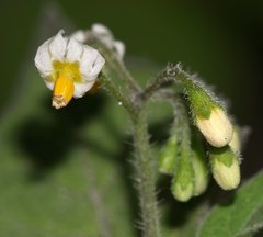 Solanum nigrum schultesii