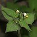 Solanum nigrum schultesii - Photo (c) portioid,  זכויות יוצרים חלקיות (CC BY-SA), uploaded by portioid