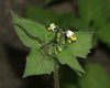 Hairy Black Nightshade - Photo (c) portioid, some rights reserved (CC BY-SA), uploaded by portioid