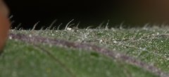 Solanum nigrum schultesii