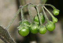 Solanum nigrum schultesii