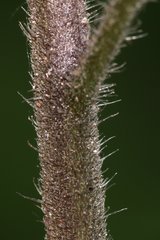 Solanum nigrum schultesii