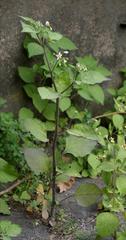 Solanum nigrum schultesii
